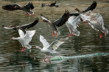 Flying Graylag Goose Anser anser Costa Ballena Cadiz