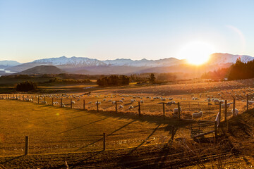 Sunset near Arrow Junction, New Zealand. A field of Corriedale sheep are wandering around and grazing with the sun low in the sky just about to drop below the snow covered mountains in the distance.