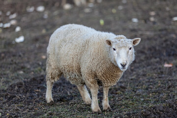 Obraz premium A lone Corriedale sheep looking at the camera in a field, near Arrow Junction, Otago, New Zealand.
