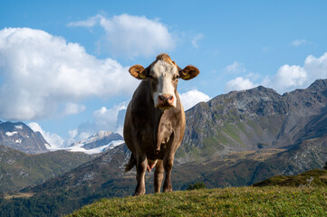 Fototapeta na wymiar Cow in Switzerland