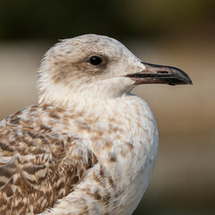 Yellow-legged Gull Larus michahellis Costa Ballena Cadiz