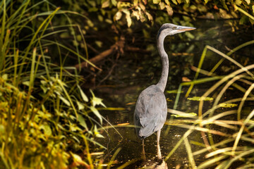 Herbst; Graureiher steht im See und fixiert seine Beute.