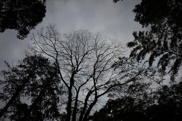 薄がりの空