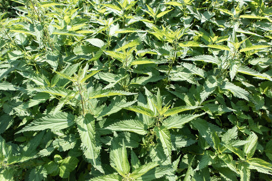 Closeup of a nettle plant under the sunlight