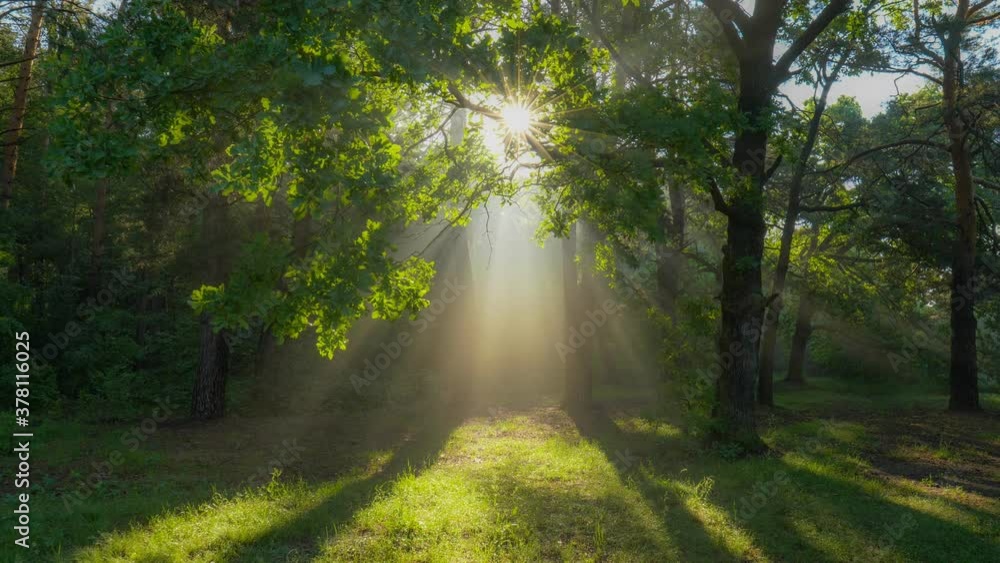 Poster walk through the magic forest in the morning. sun rays emerging though the green tree branches. gree