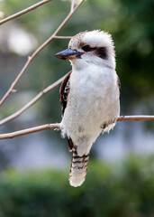 The laughing kookaburra sits on a branch, it is a carnivorous bird native to the eastern mainland Australia, A common and familiar bird, this species of kookaburra is well known for its laughing call.