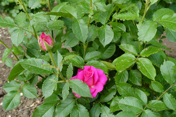 Green leafage and magenta colored flowers of rose in May