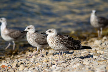 A gray seagull stands on a rocky shore