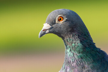 Rock Pigeon Columba livia Costa Ballena Rota Cadiz