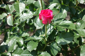 Opening flower of magenta colored rose in May