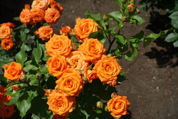 Delicate orange flowers of rose in June
