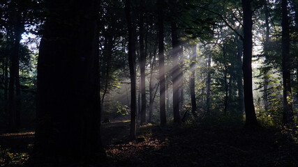 Fototapeta premium Licht im Wald