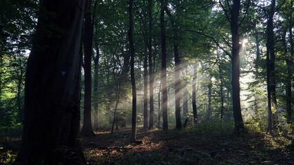 Fototapeta na wymiar Lichtschein im Wald 