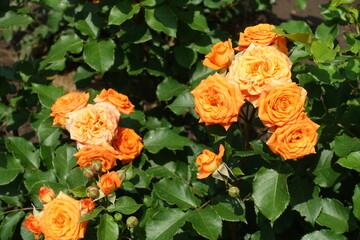 Green leaves and bright orange flowers of rose in June