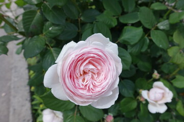 Delicate light pink flower of rose in the garden in May
