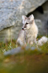 Wild Arctic fox cub (Vulpes lagopus) in Dovre mountains, Norway