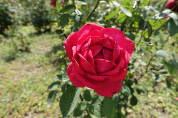 Fading red flower of rose in the garden in June