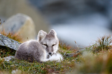 Wild Arctic fox cub (Vulpes lagopus) in Dovre mountains, Norway