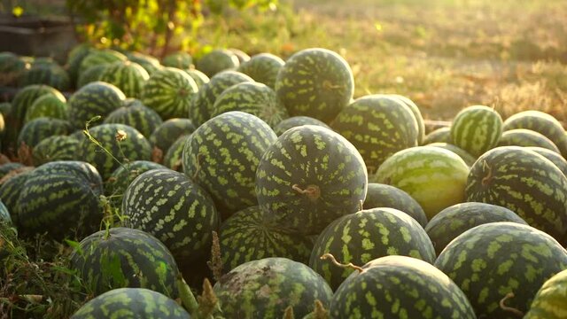 A pile of watermelons in the field at sunset