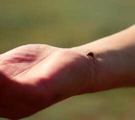 Ladybug crawls on a man s hand. A man holds a beetle in his hand
