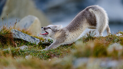 Wild Arctic fox cub (Vulpes lagopus) in Dovre mountains, Norway