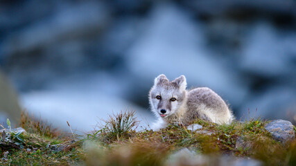 Wild Arctic fox cub (Vulpes lagopus) in Dovre mountains, Norway