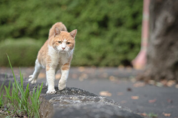 歩く茶白猫