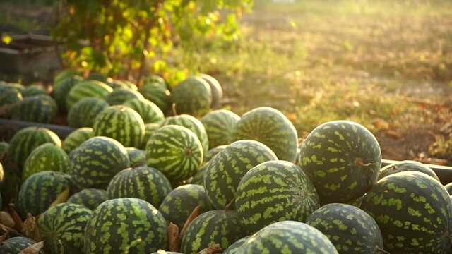 A pile of watermelons in the field at sunset
