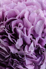 Beautiful hydrangea (Hydrangea macrophylla) flower marco isolated on white background. Violet hortensia flowers close up.
