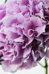 Beautiful hydrangea (Hydrangea macrophylla) flower marco isolated on white background. Violet hortensia flowers close up.
