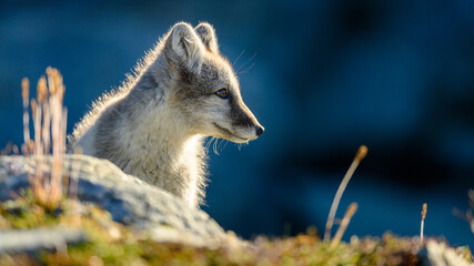 Wild Arctic fox cub (Vulpes lagopus) in Dovre mountains, Norway