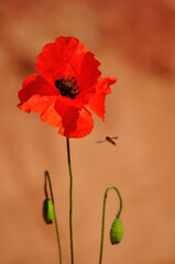  Corn poppies, lonely Flower bloom with a Flying bee