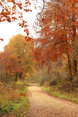 Fototapeta premium path through the forest in autumn