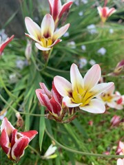 Obraz premium pink and white flower