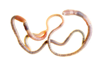 Earthworms isolated on a white