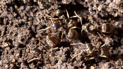 Ants crawl on the ground.