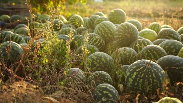 A pile of watermelons in the field at sunset