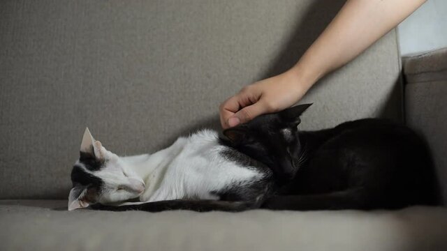 Beautiful cats sleep on the sofa in the room. Hand stroking two purebred oriental cats. Lazy and lovely domestic animal, portrait cute pets. Cat feeling relaxing and happy. National cat hug day.