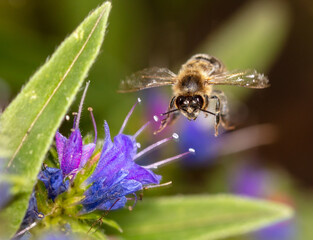 A bee collects honey on blue flowers