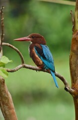 kingfisher on branch