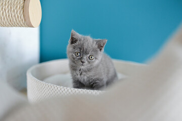 mała kotka brytyjska niebieska kociak