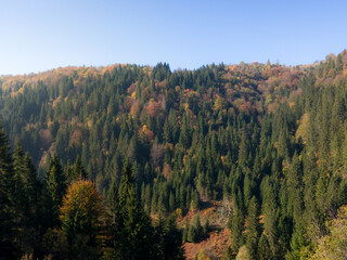 Mountain covered with deciduous and evergreen forest in autumn during sunny day.