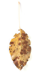 Autumn leaf isolated on white background.