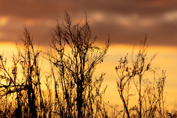Obraz premium Dry grass in a field at sunset.