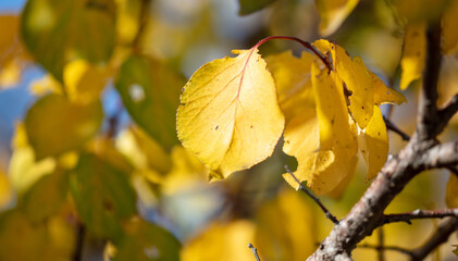 Yellow leaves on a tree in autumn.