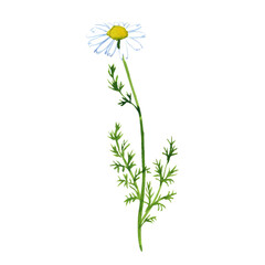 watercolor drawing chamomile