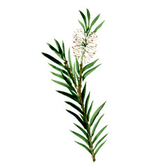 watercolor drawing tea tree branch
