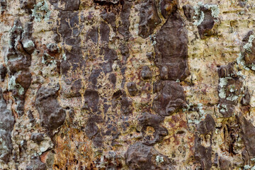 Old tree bark very detailed texture background	