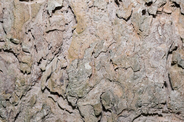 Old tree bark very detailed texture background	