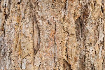 Old tree bark very detailed texture background	
